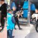 Trece perros y un loro rescatados en Villa Urquiza