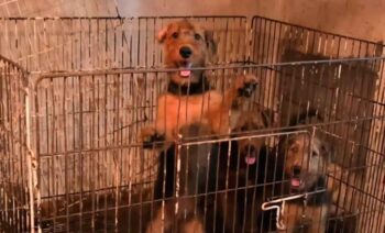 Rescataron a 23 perros hacinados en un criadero ilegal