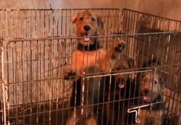 Rescataron a 23 perros hacinados en un criadero ilegal