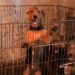 Rescataron a 23 perros hacinados en un criadero ilegal