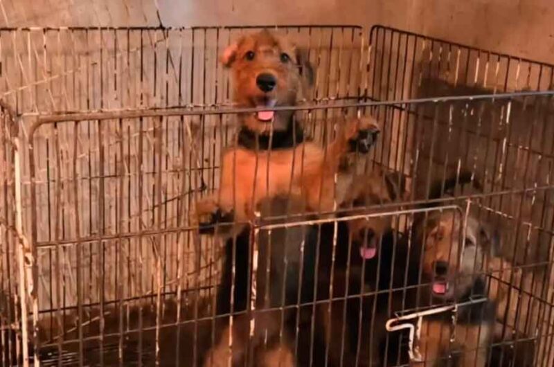 Rescataron a 23 perros hacinados en un criadero ilegal