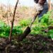 Día del Árbol con la plantación de 600 ejemplares en el Riachuelo