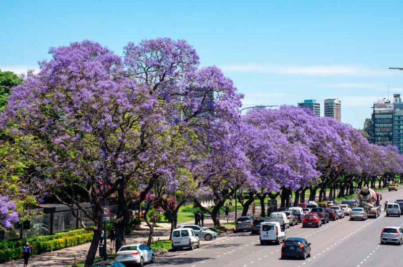 La Ciudad fortalece el cuidado del arbolado con profesionales de la UBA La Ciudad fortalece el cuidado del arbolado con profesionales de la UBA